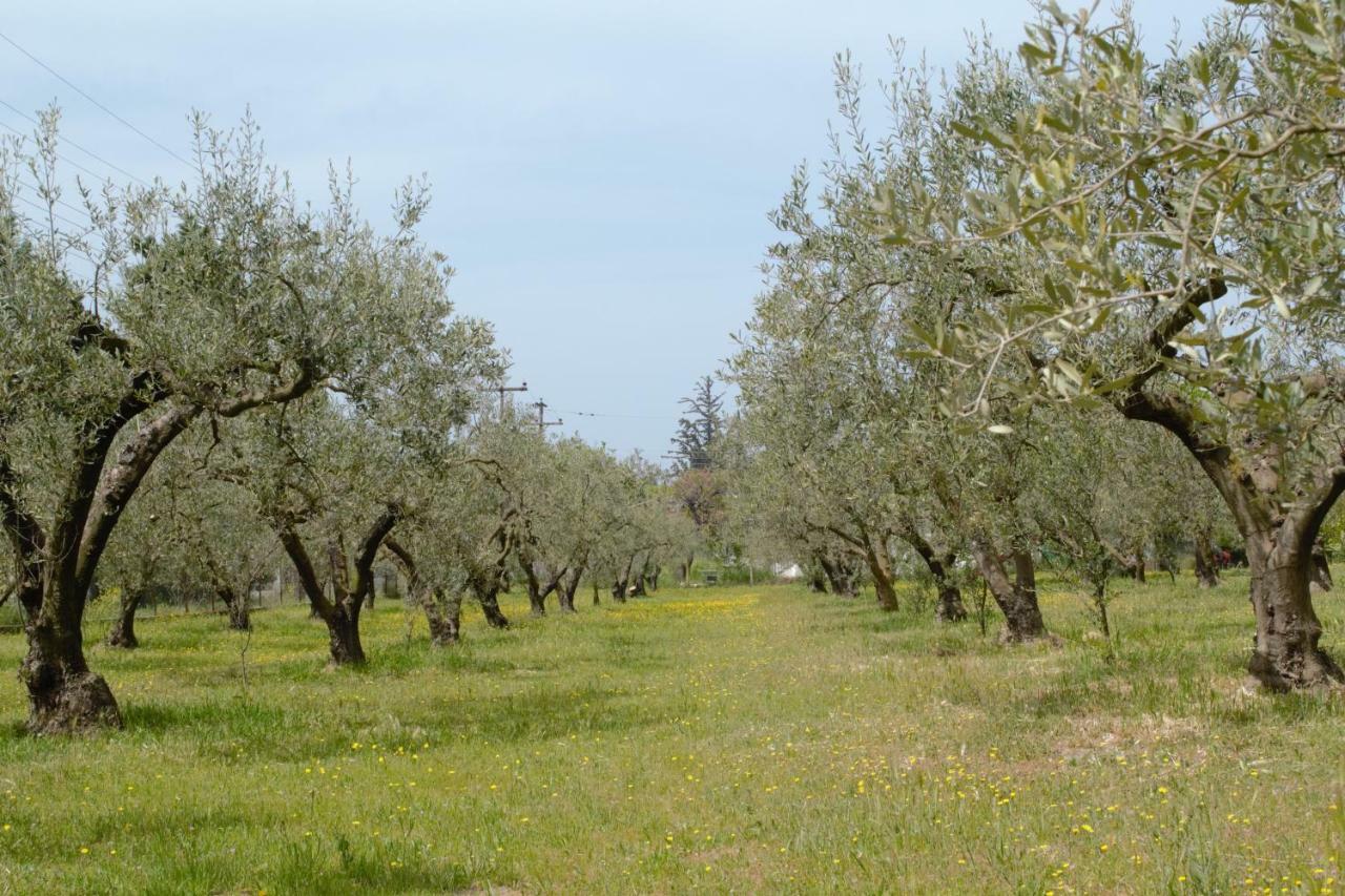 ניאה אירקליה Olive Mare Holidays מראה חיצוני תמונה